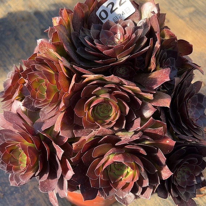 2.24-22桃花石多肉