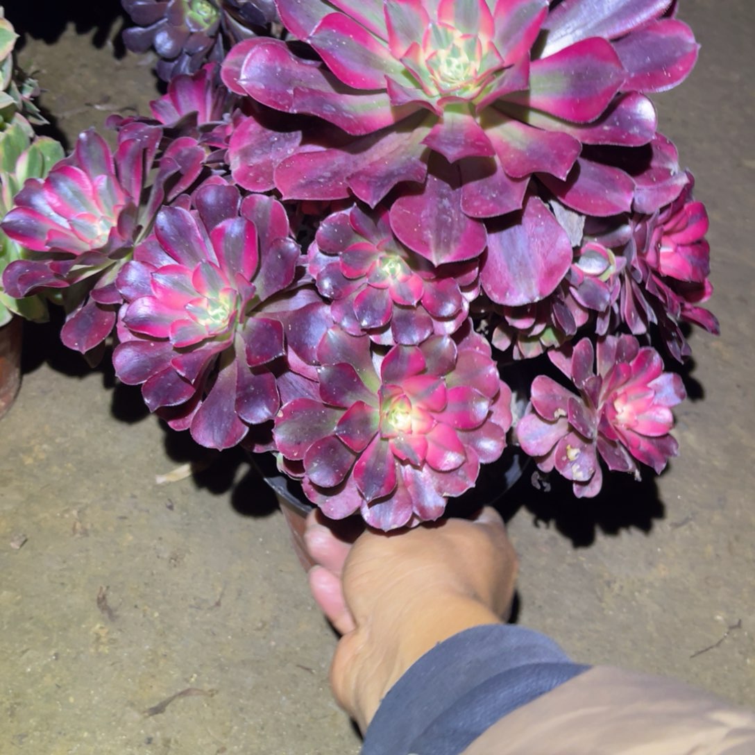 12-9-73美杜莎法师锦