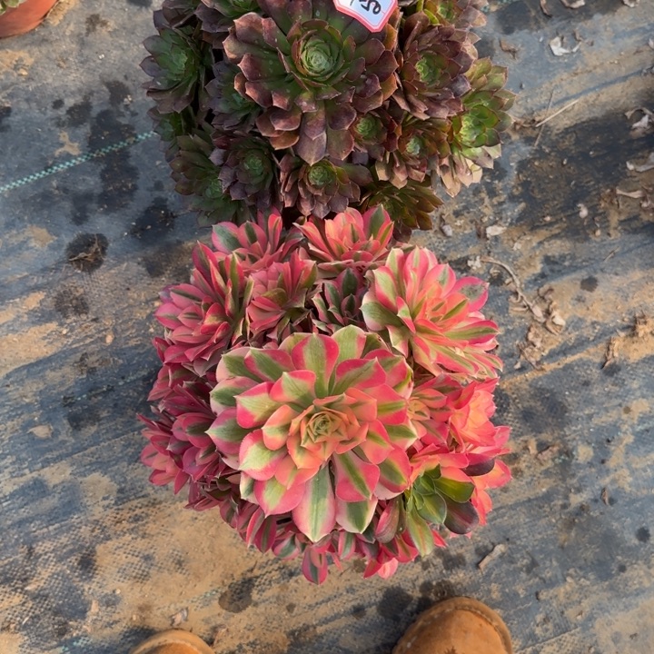 29-50女巫加红魔处理不包售后