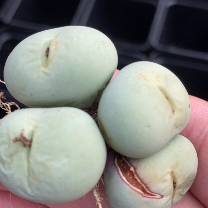 1428大型小红嘴一颗