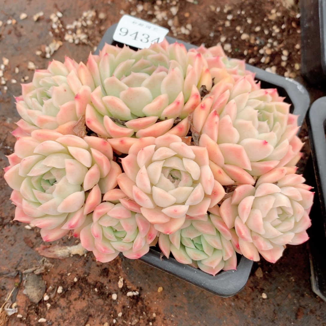 9434新年快乐发发发