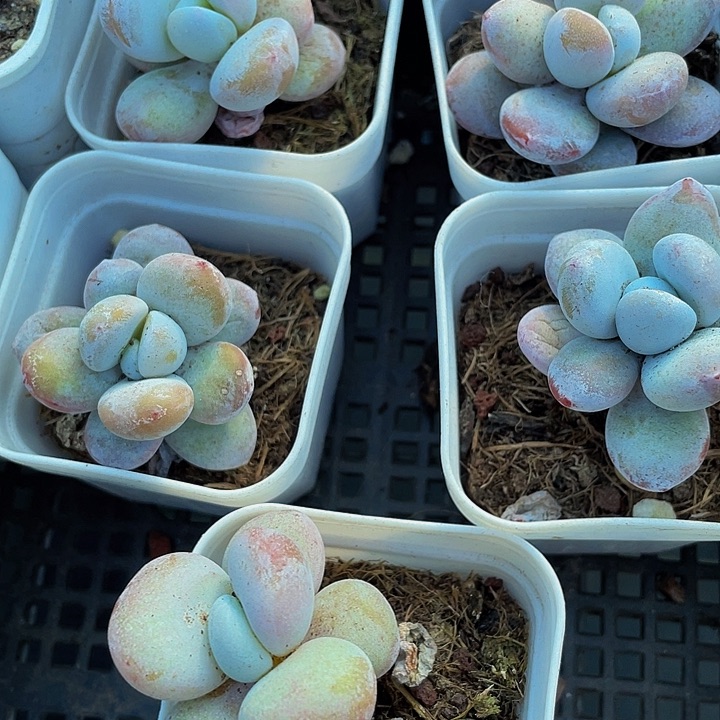 雪美人2.8带盆土发