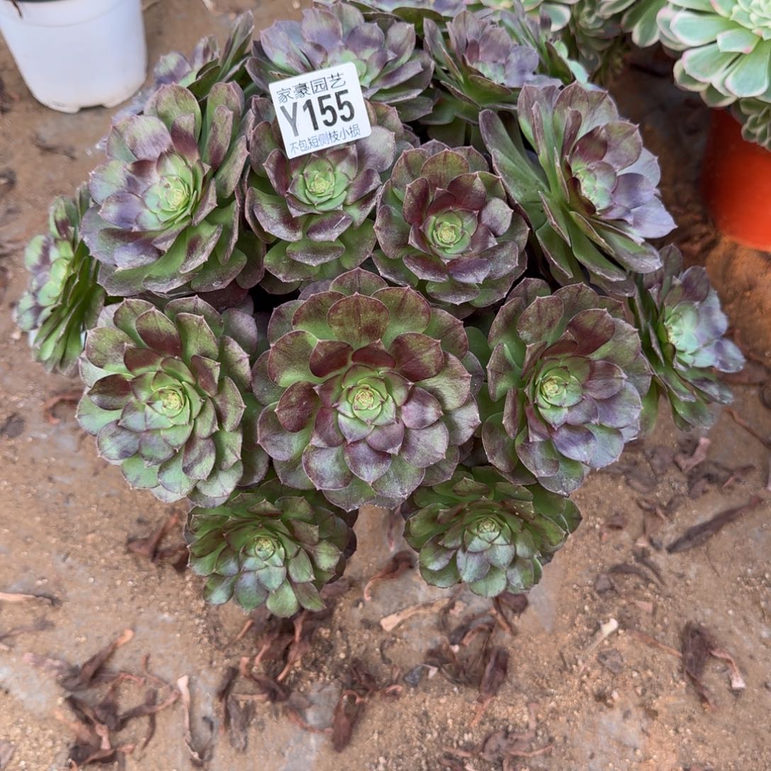 155黑寡妇官服30左右2