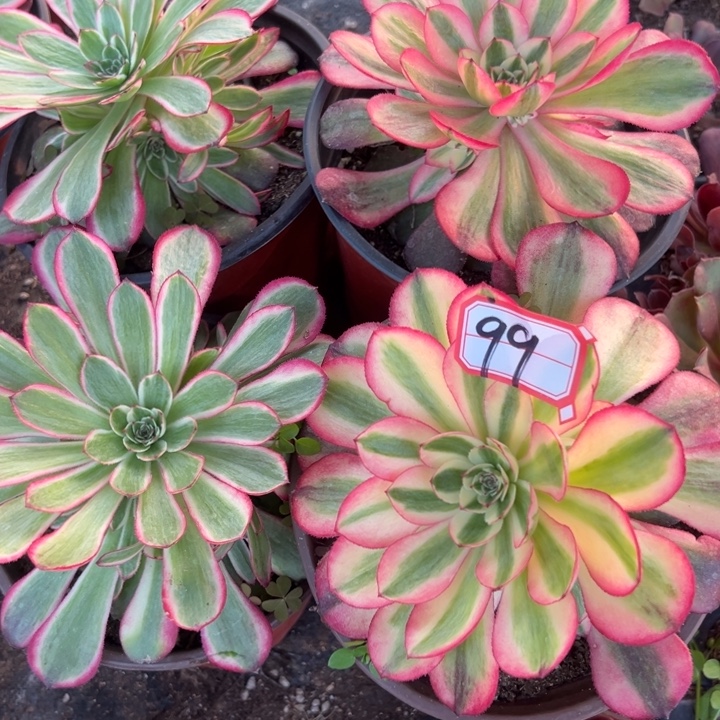 多肉植物99不售后