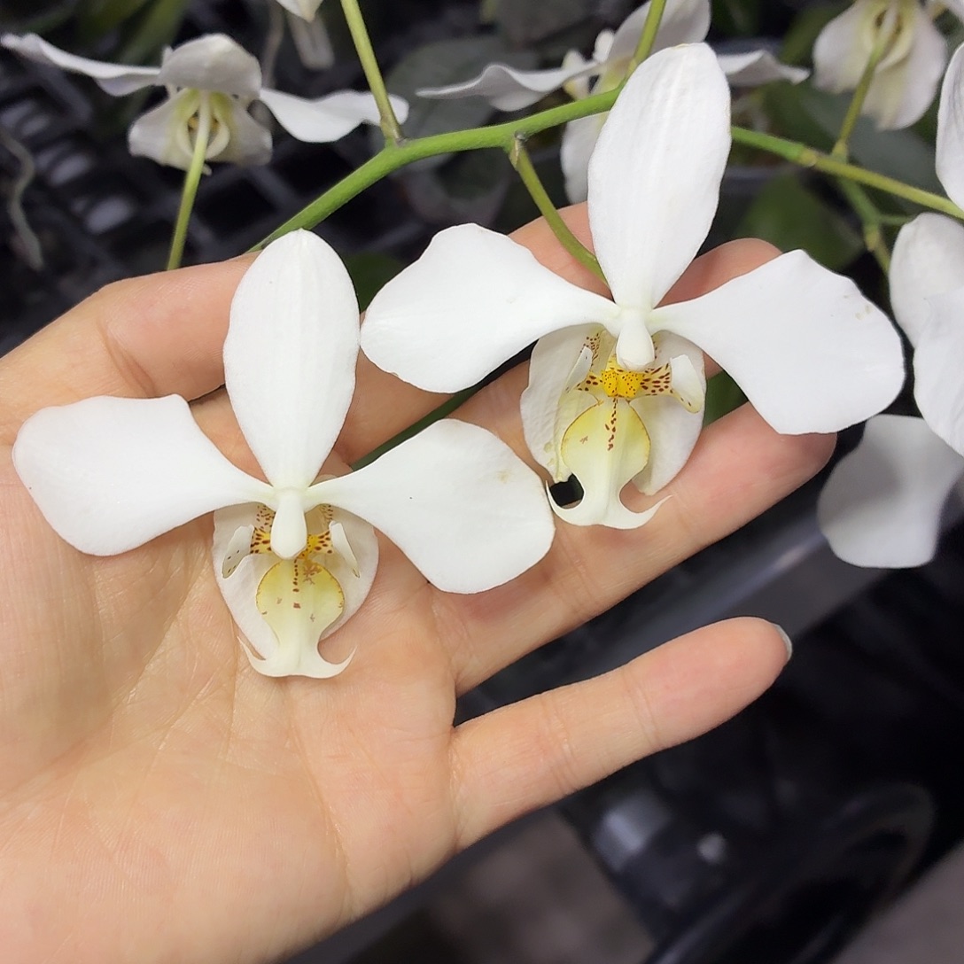当前无花栽培后可以开花A189yss1189