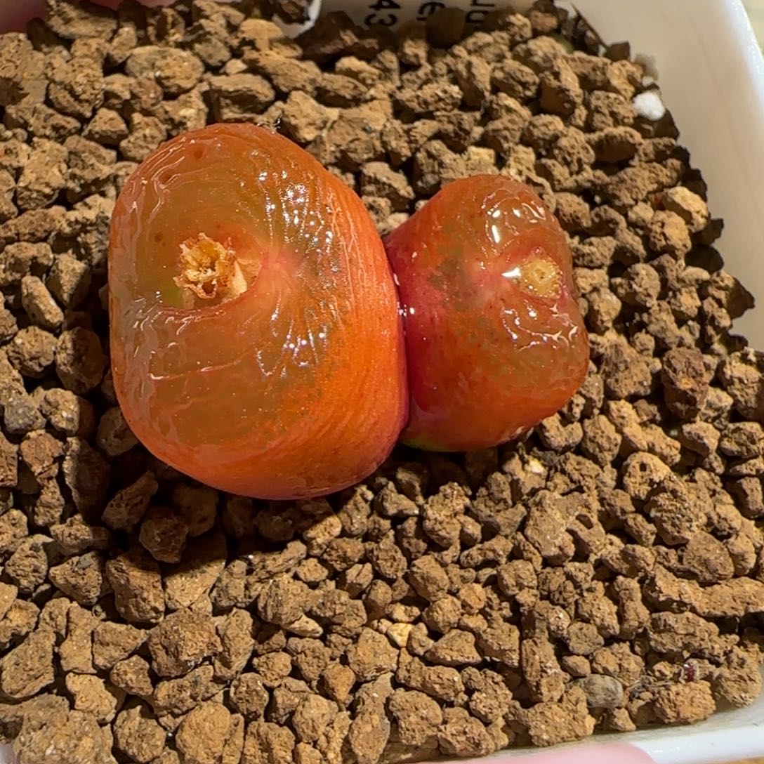 顺***肉锥多肉植物组合-1430.5水蜜桃409