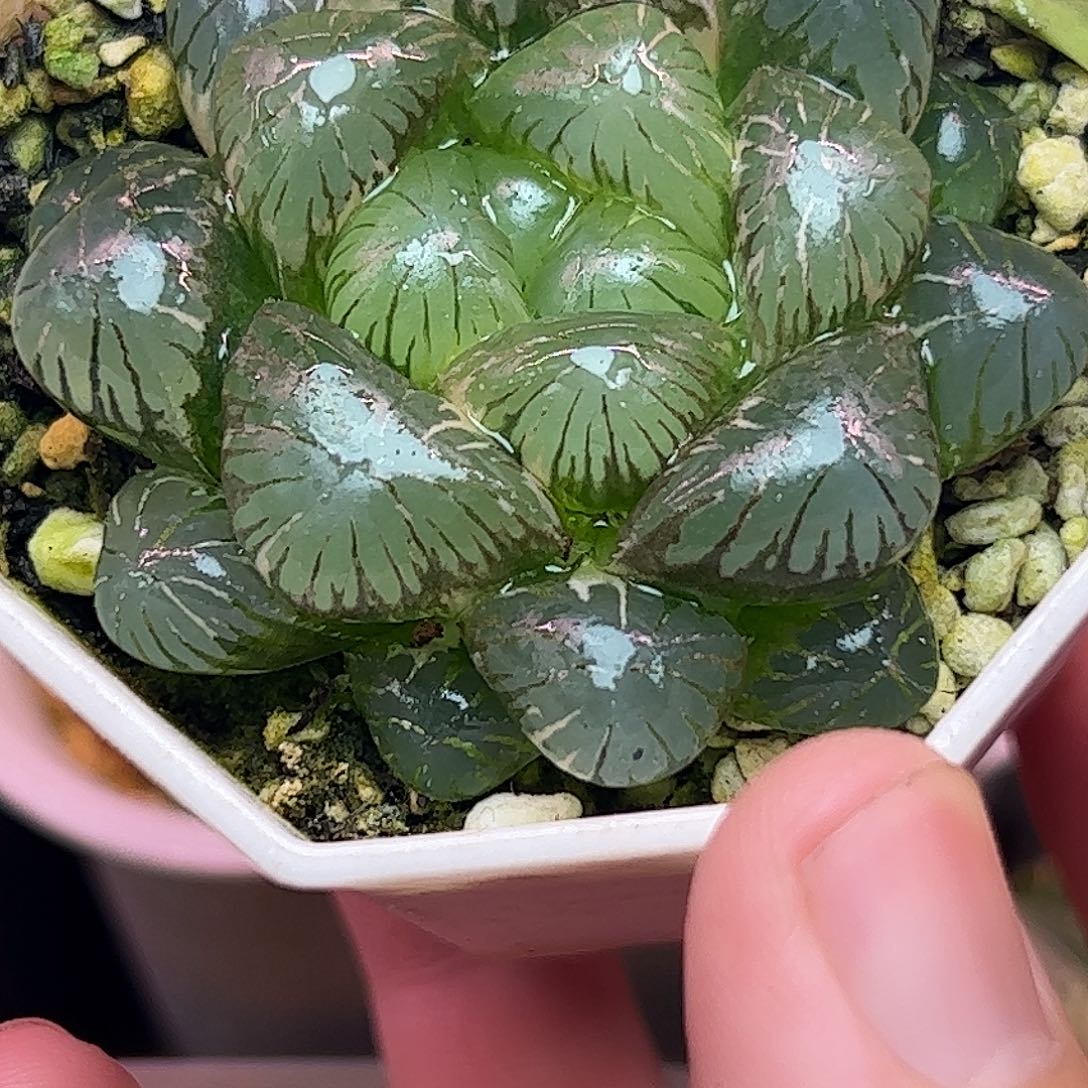 孔明灯锦十二卷多肉五公分