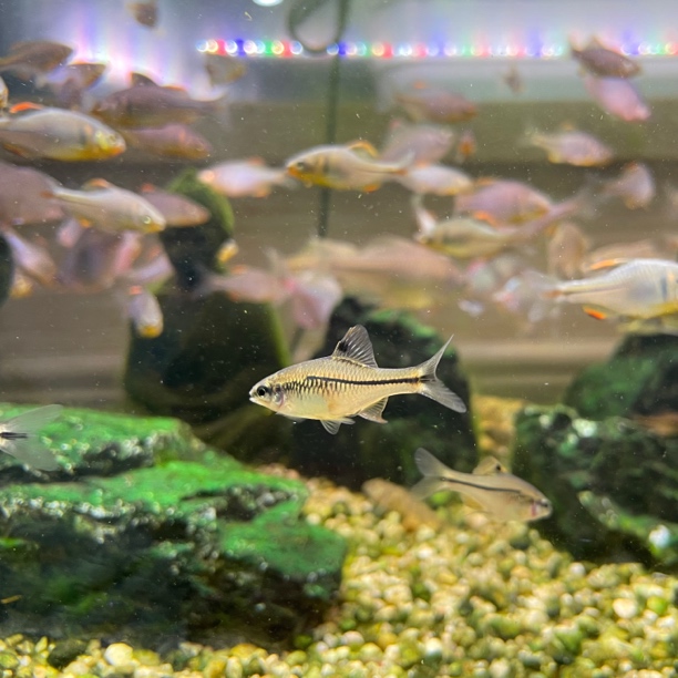 方氏螃鲏 黑线鱊 原生稀缺品种