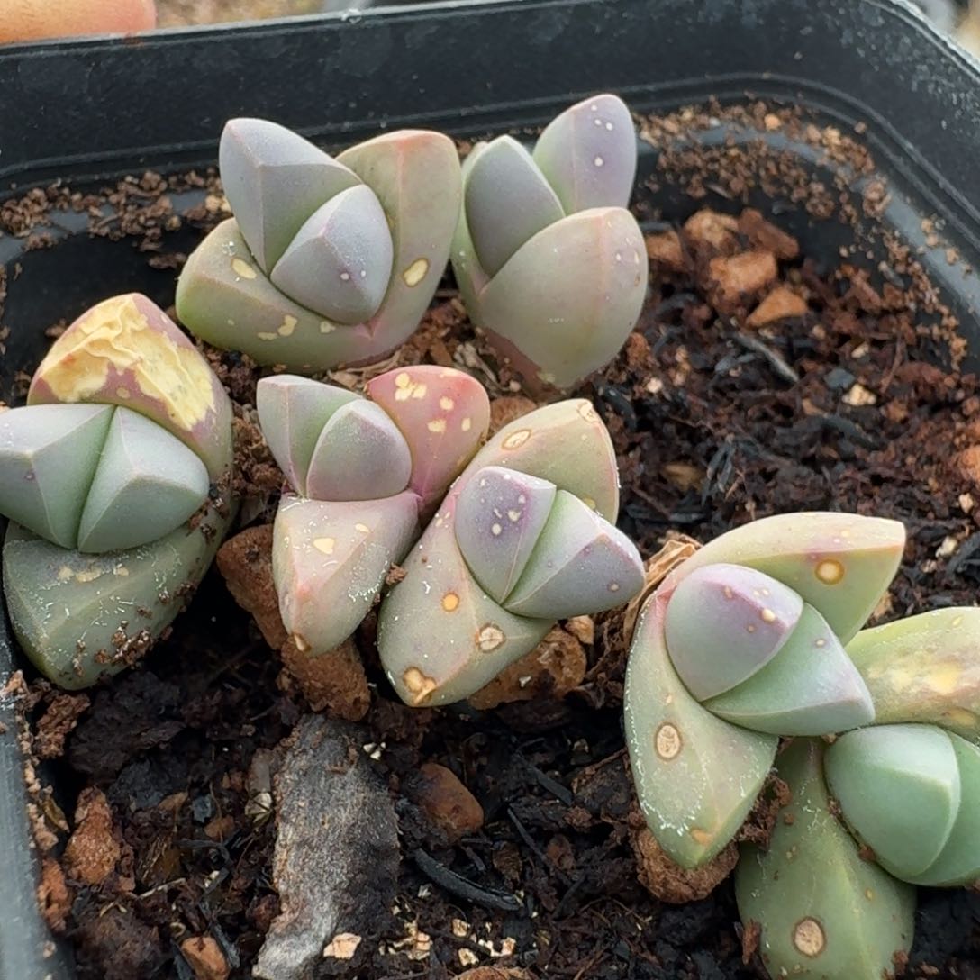 338带盆土发货0000000