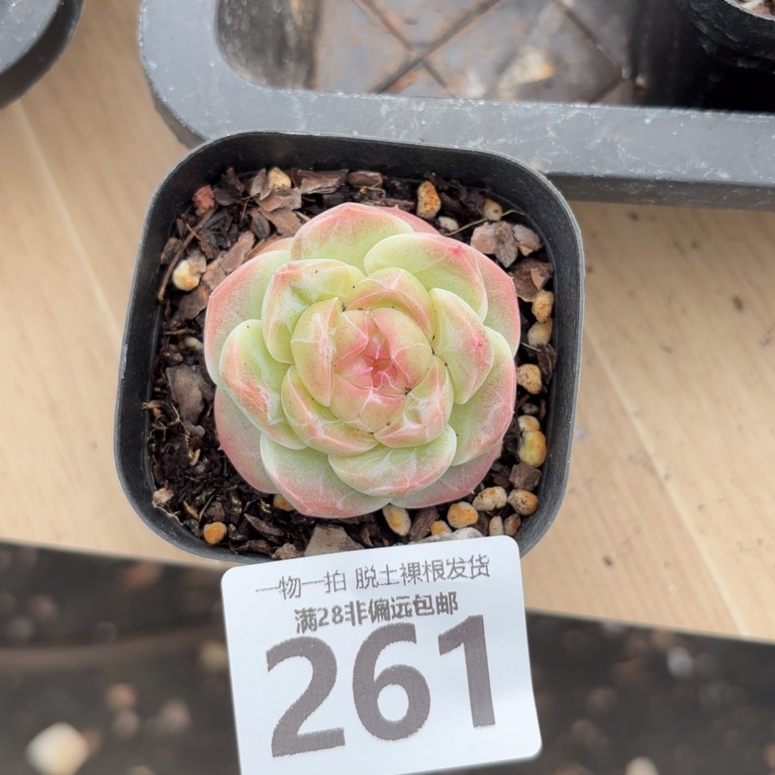 蜜桃柚无盆土发货