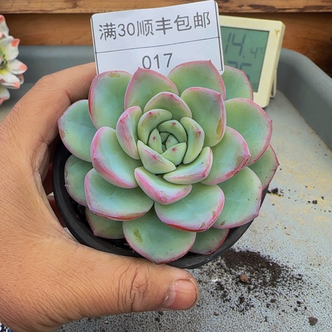017奶油泡芙多肉单头