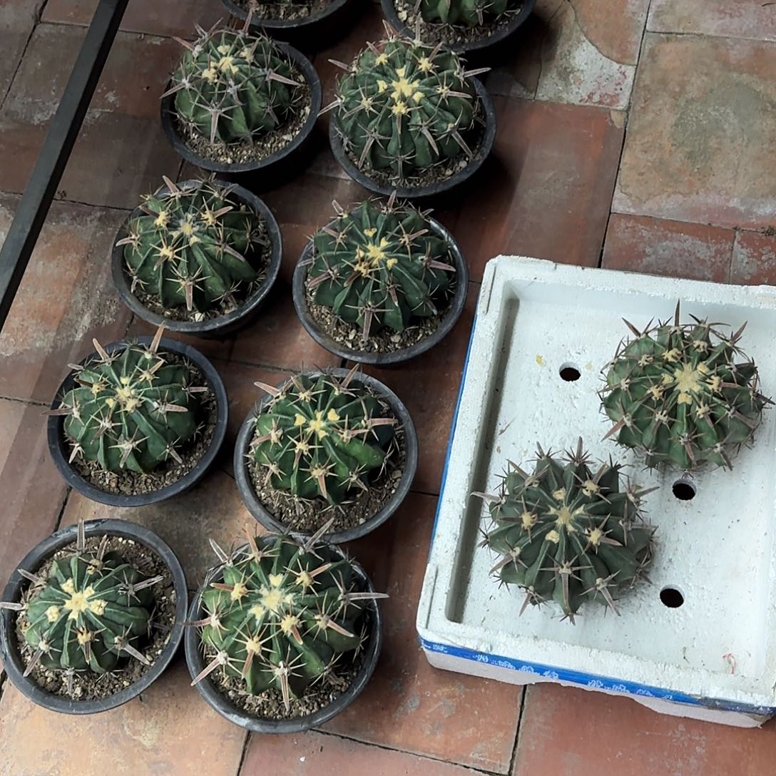 为***成12个王凌波仙人球，暂未开根