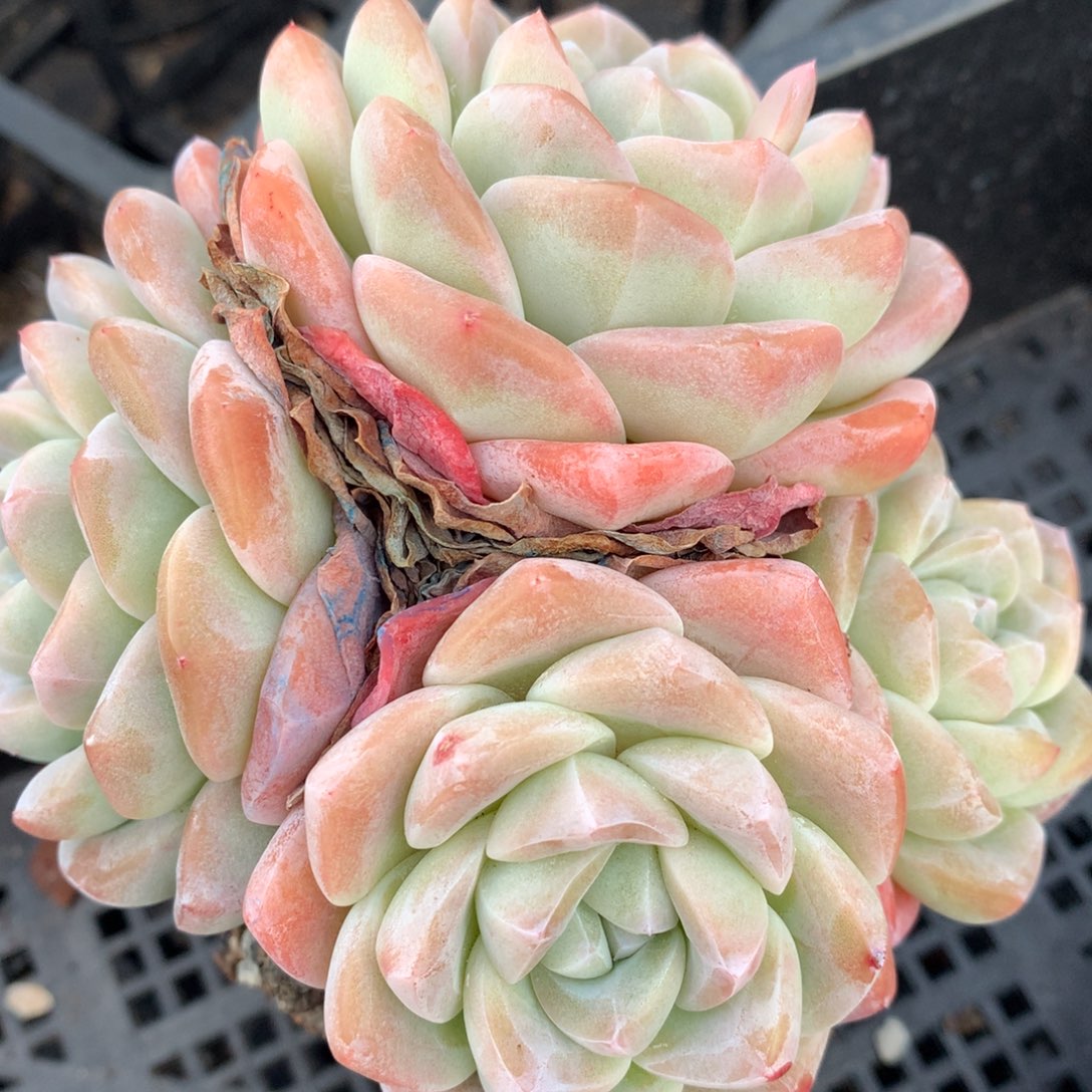 0215-114 老桩冰玉