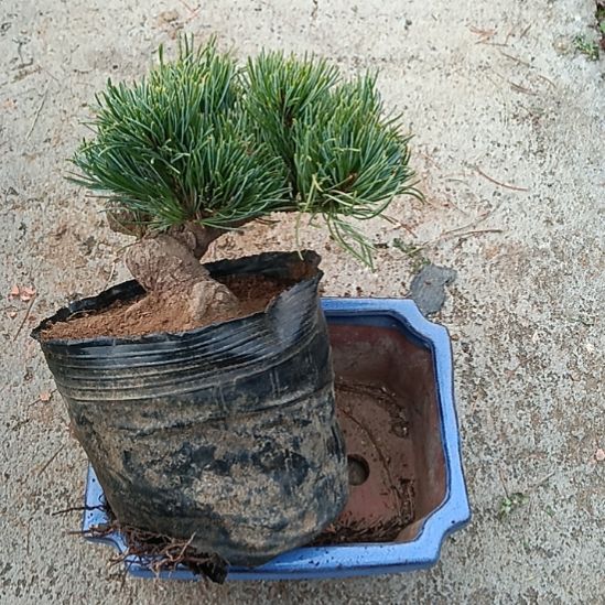 贵品大板松宫岛盆景实物