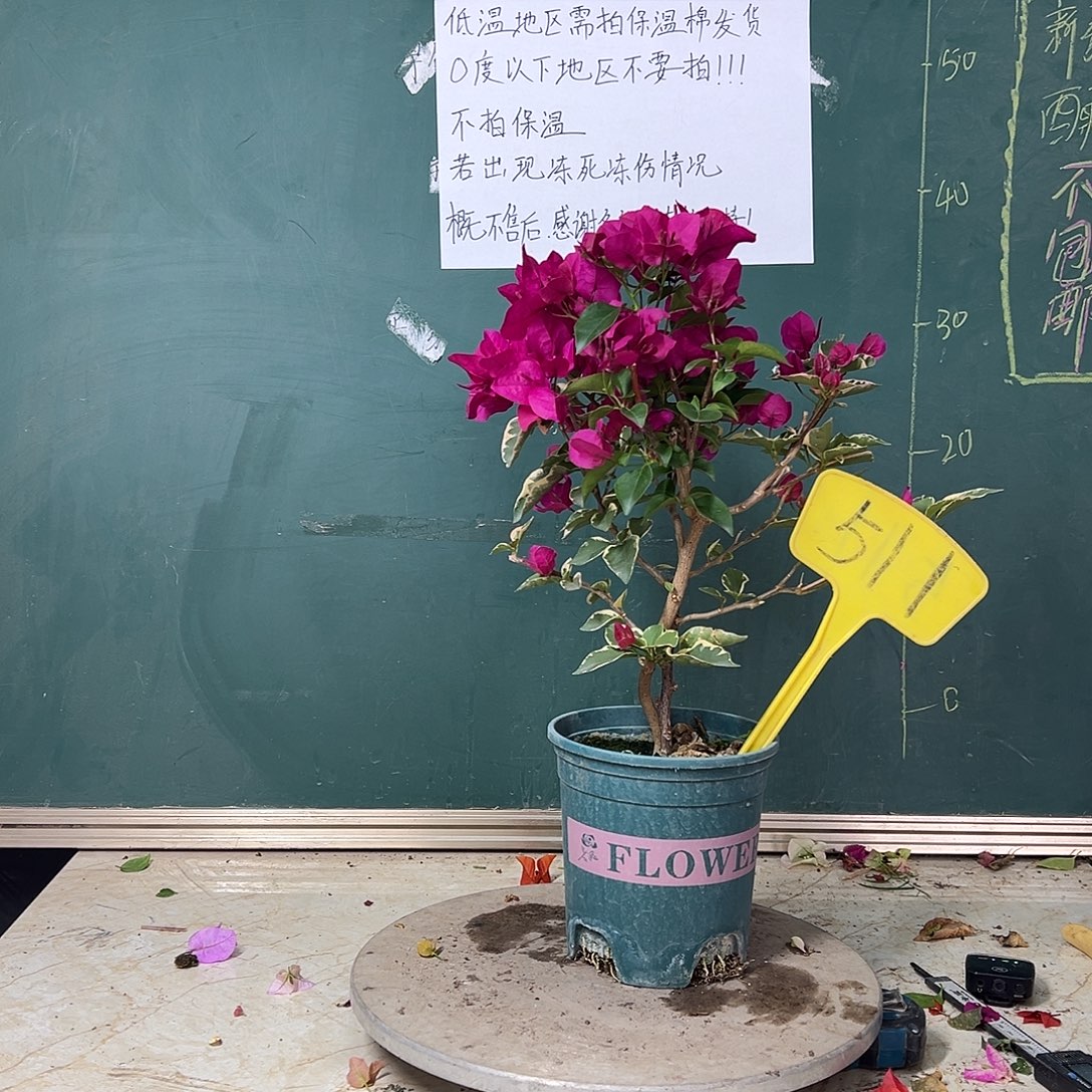 完全开放玫瑰红拼蓝月亮玫瑰红同株511