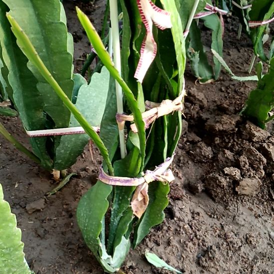 美***好完全开放令箭何花1O37