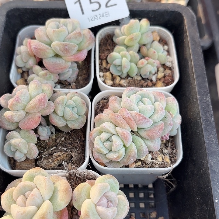 152 号到手1框一物一拍