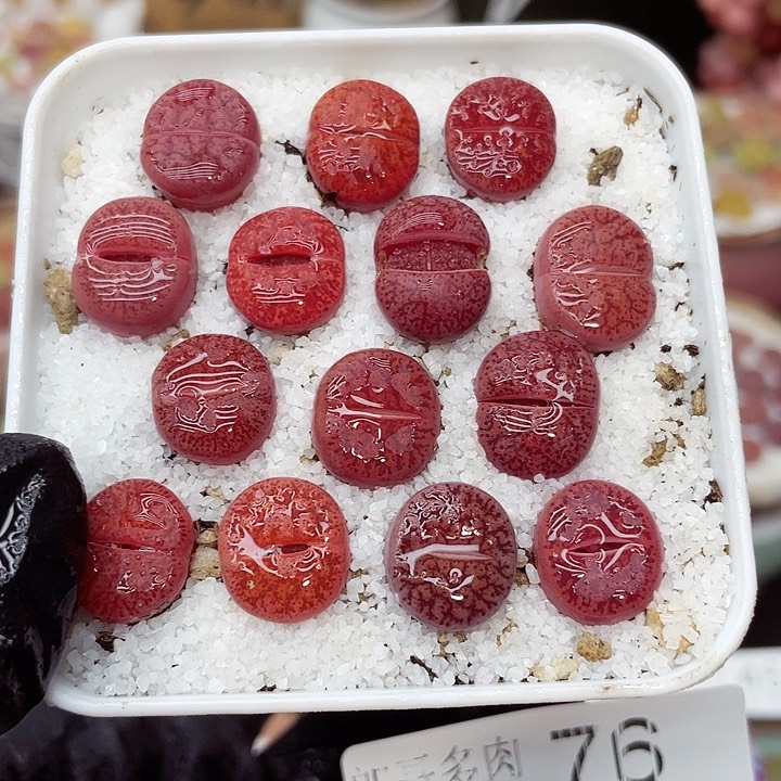 生石花满18包邮14-76