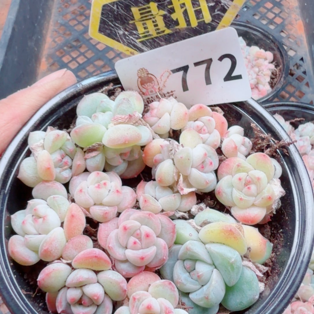 多肉植物多肉植物