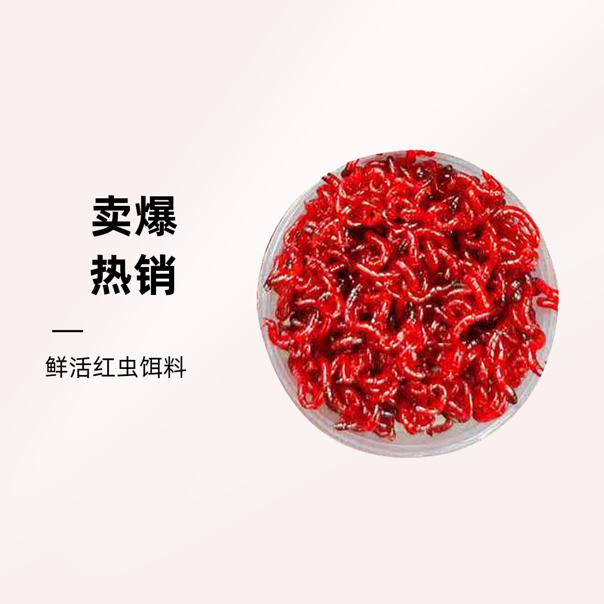 红虫活体特大号公虫饵料钓鱼批发拉饵鱼饵鲫鱼野钓野生发货现货