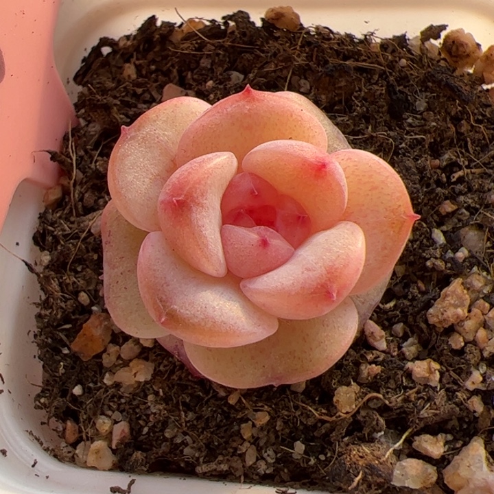 260 一物一拍，尺寸不大介意勿拍