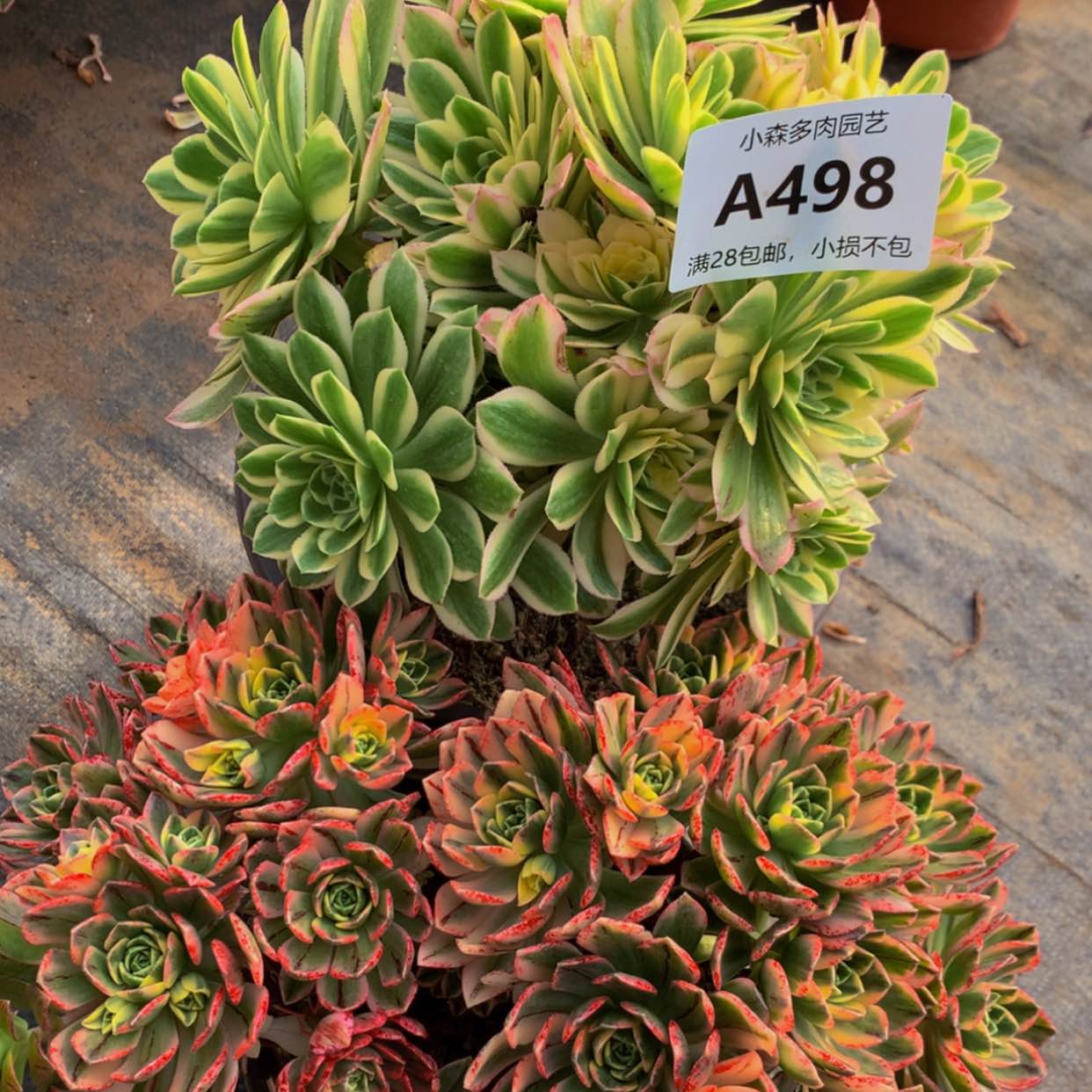 【闪购商品】498颜宁甜茶多肉