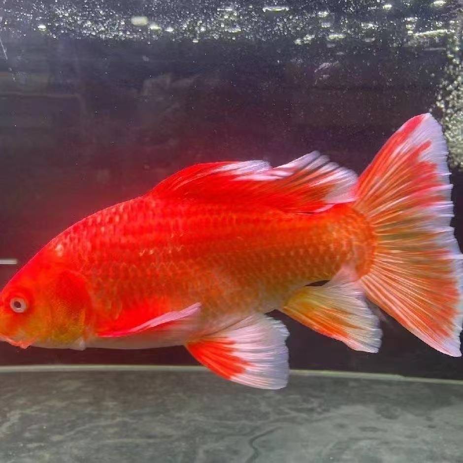 15-19厘米红色普身蝴蝶鲤