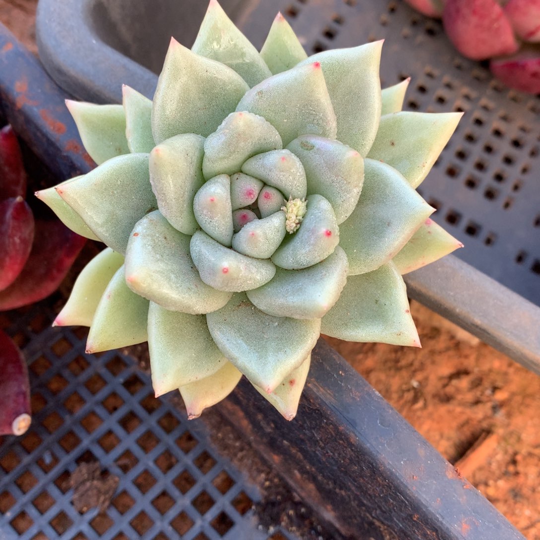 30包邮，断枝不包售后