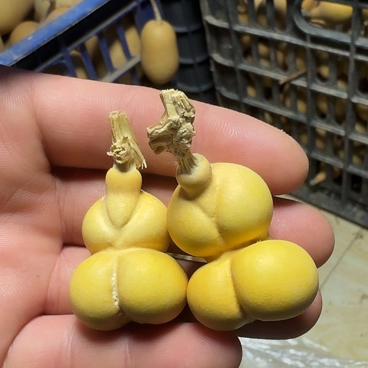 ˗***˗葫芦金蝉专属链接