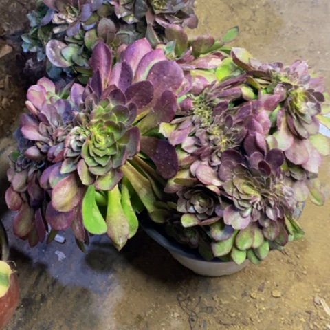 万圣节多肉植物2689