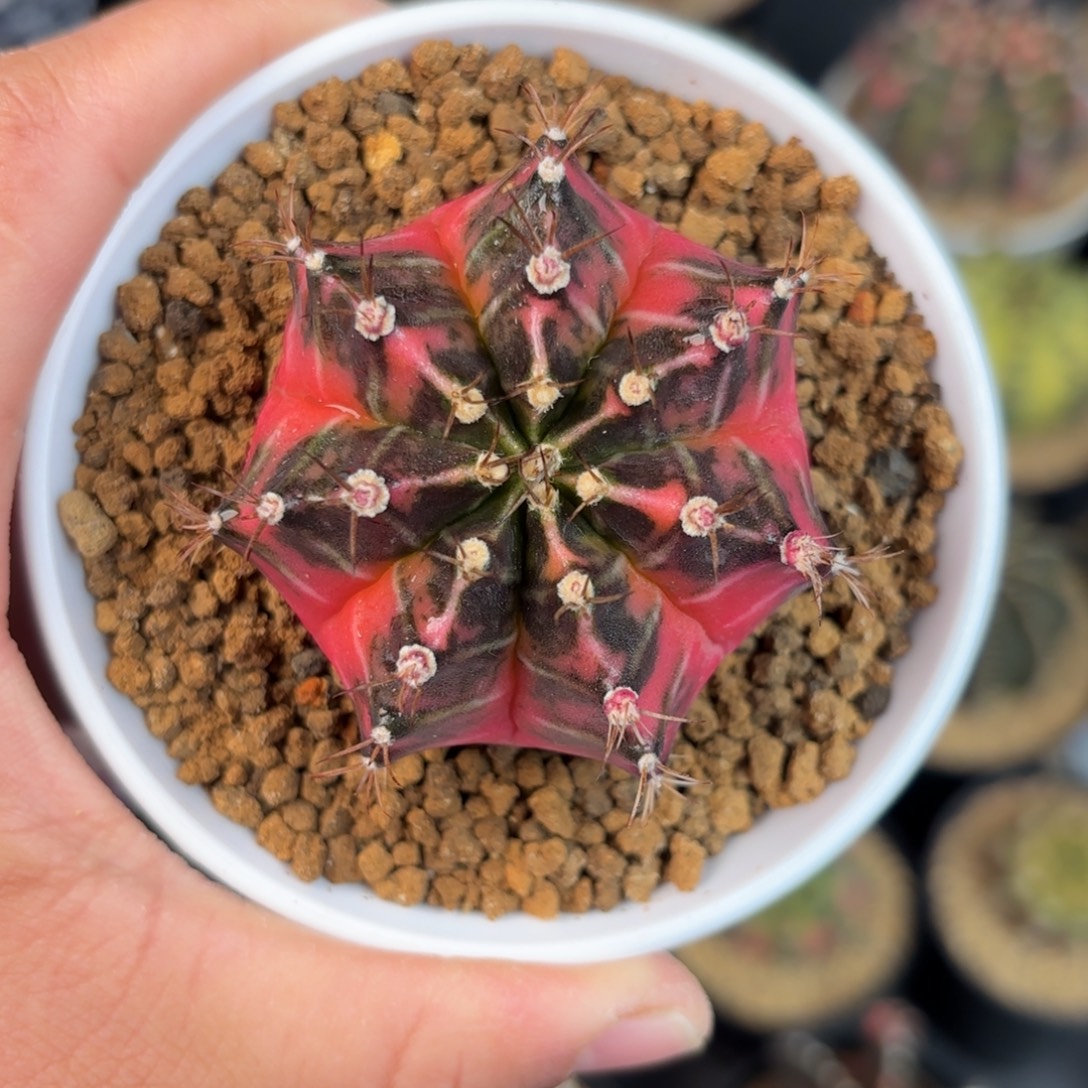 泰系米哈仙人球金奖侧11号