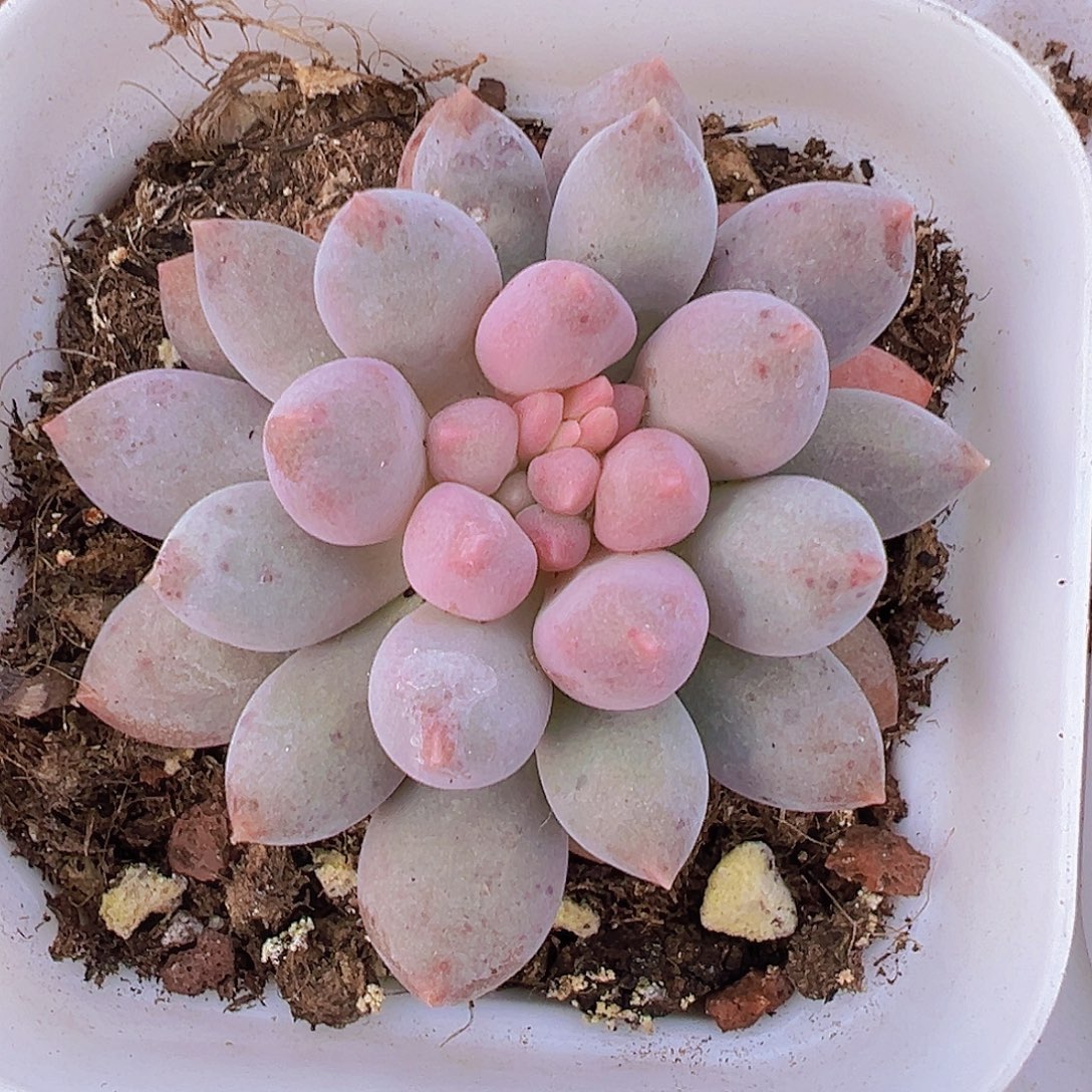 单头蓝舌美人19包邮