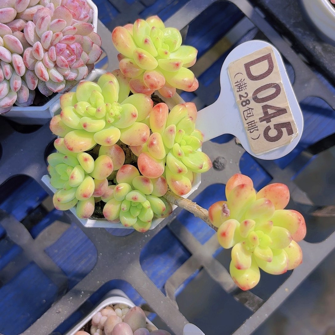 D045香格里拉yi wu yi pao