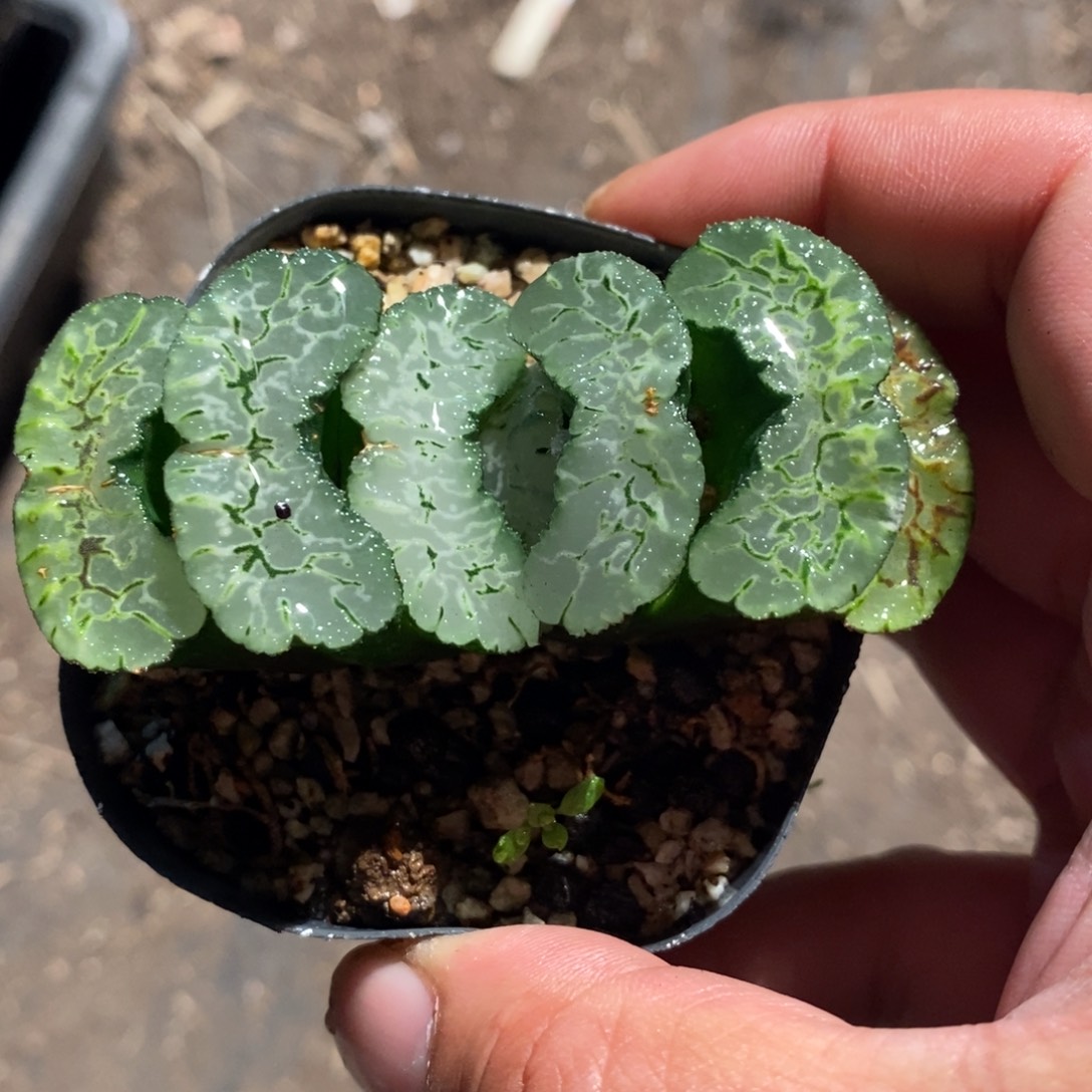 一颗大年份玉扇 零差评 周末整点福利