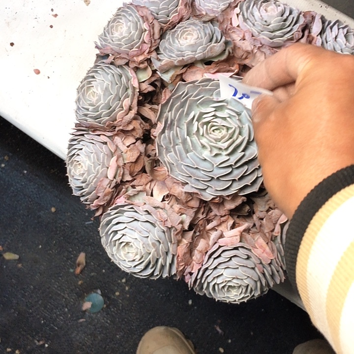 东*乐207//////////////////