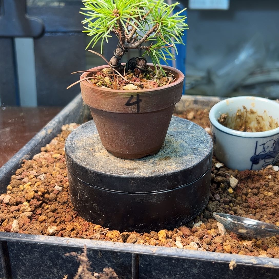 无花朵健健康康快快乐乐