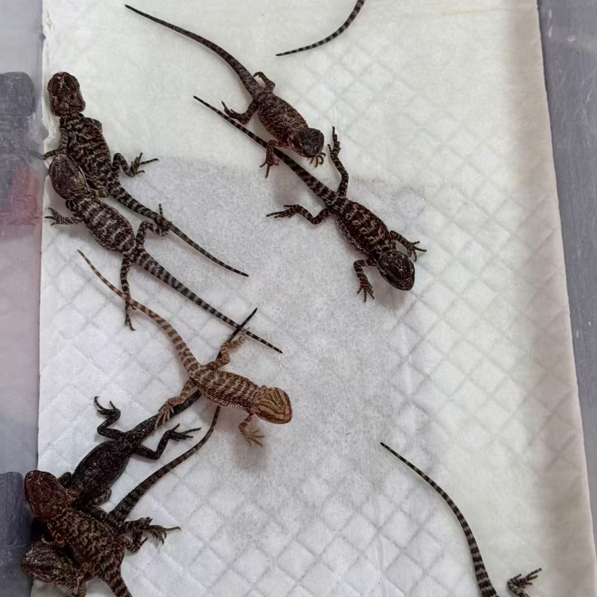 温顺不咬人适合新手饲养的红系黑红紫红深红亮红鬃狮蜥活体幼崽