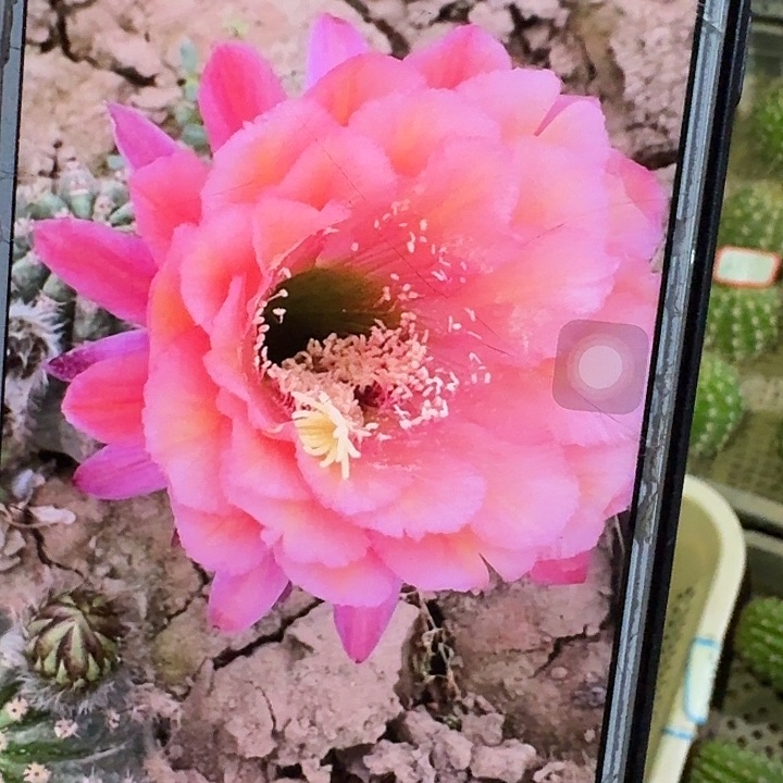 xt侧芽5公分左右毛花柱