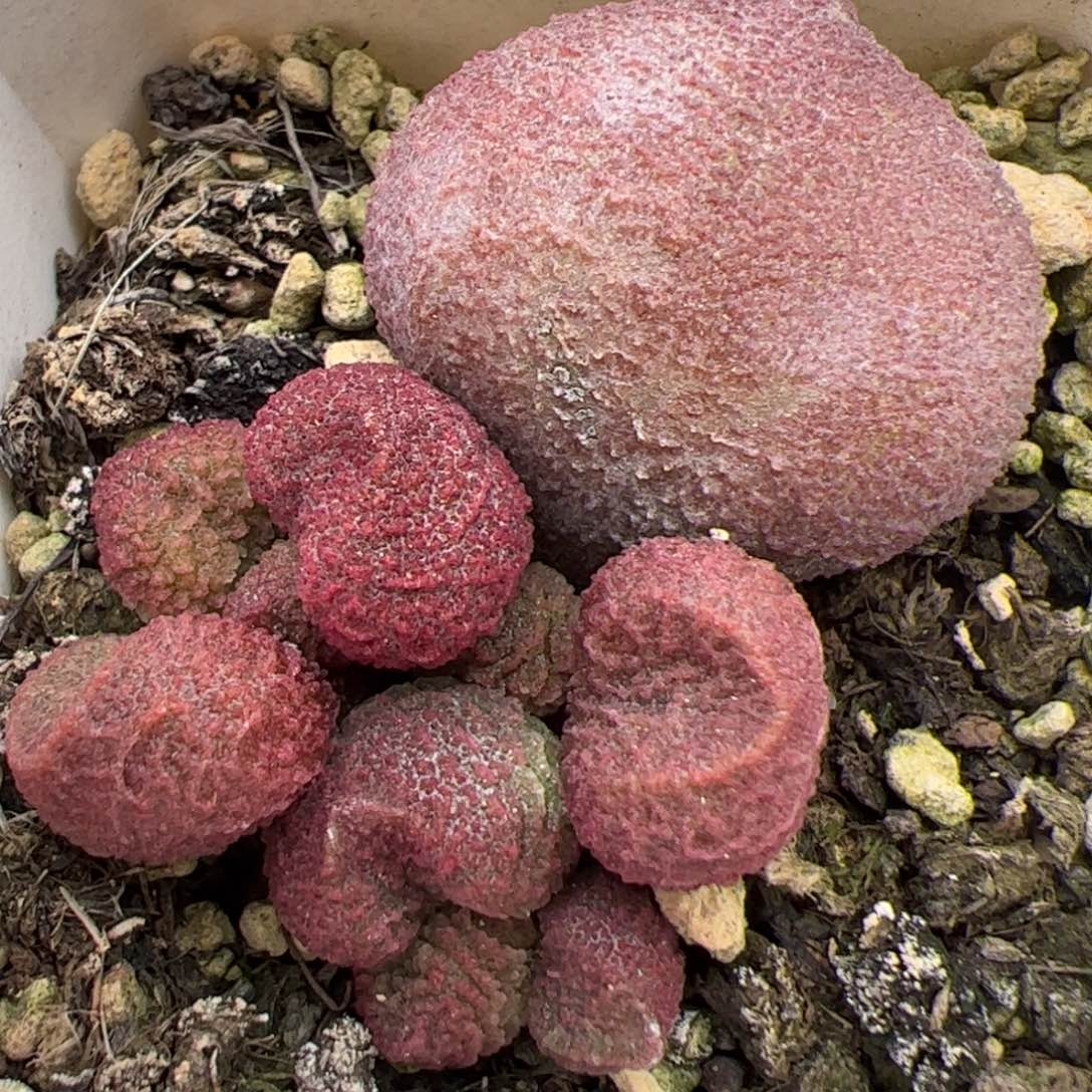 水蜜桃大苗多肉植物水泡