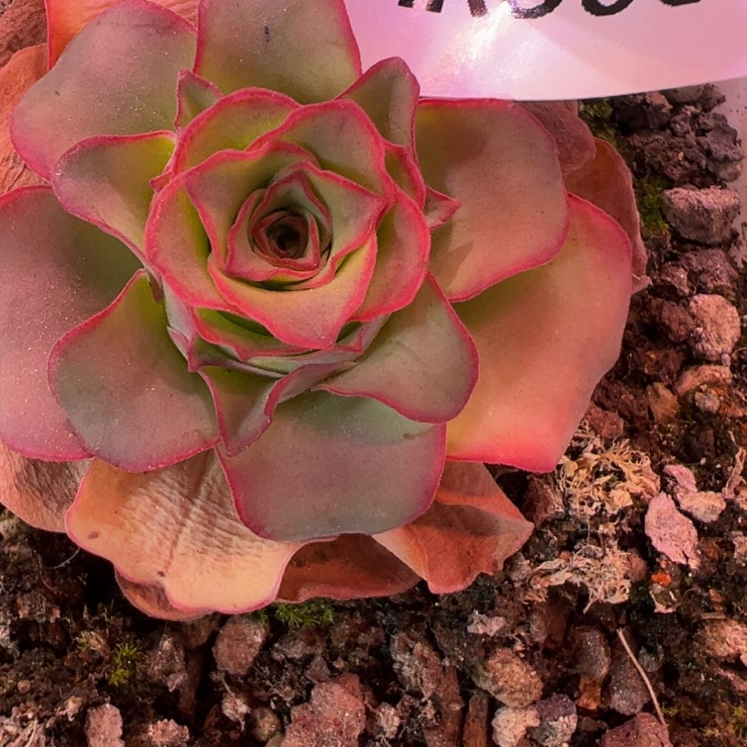 HR506。绝X毛福利场