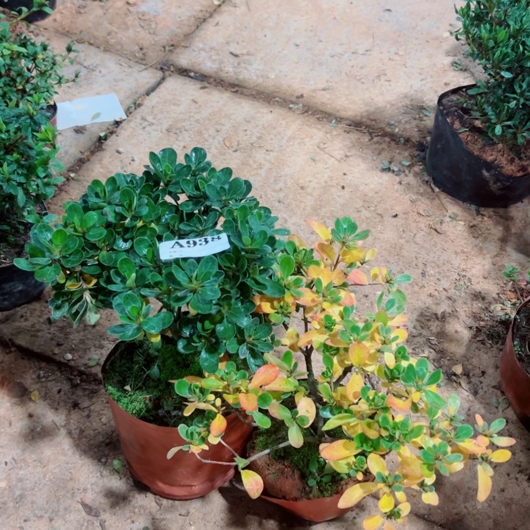 完全开放梓*哥杜鹃花科植物有白