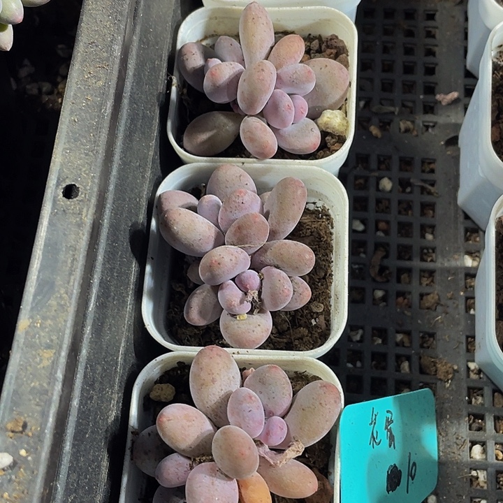 双头芭比奶带盆土发