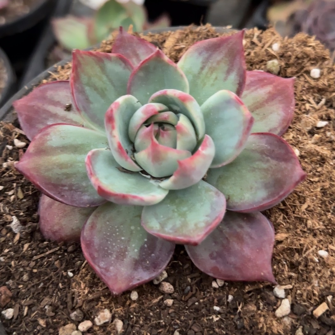 惊鸿一物一拍包装收缩花旱