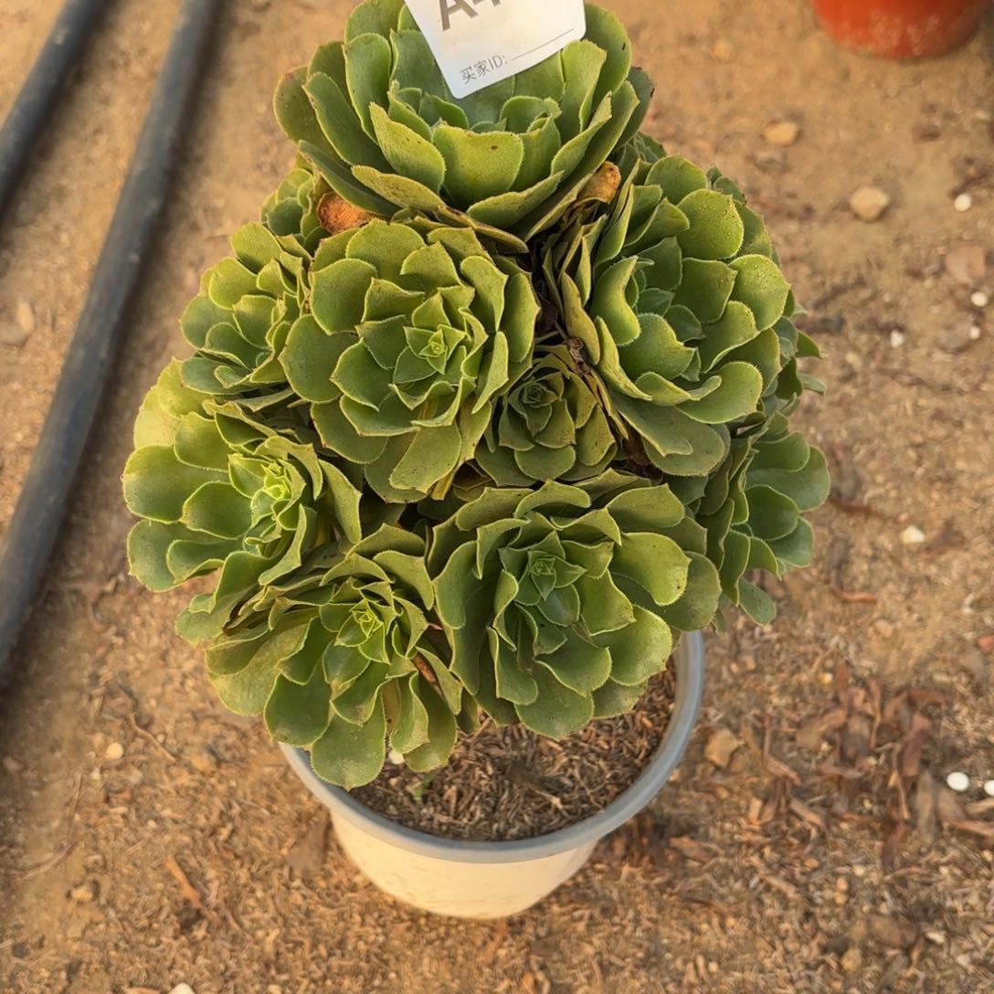 绿杨绒断枝不包404