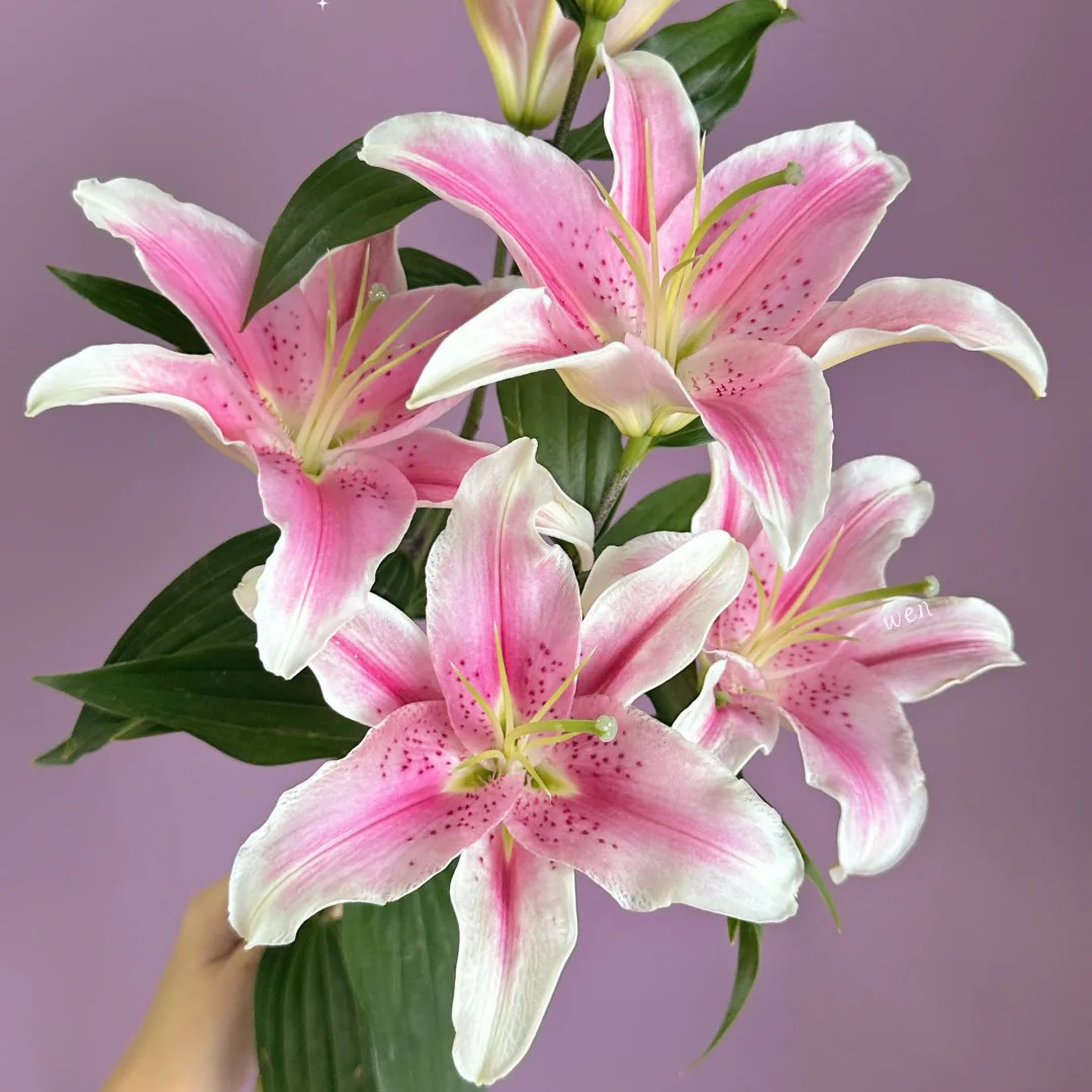 # 【索尔邦百合】鲜花优选 顺丰直发