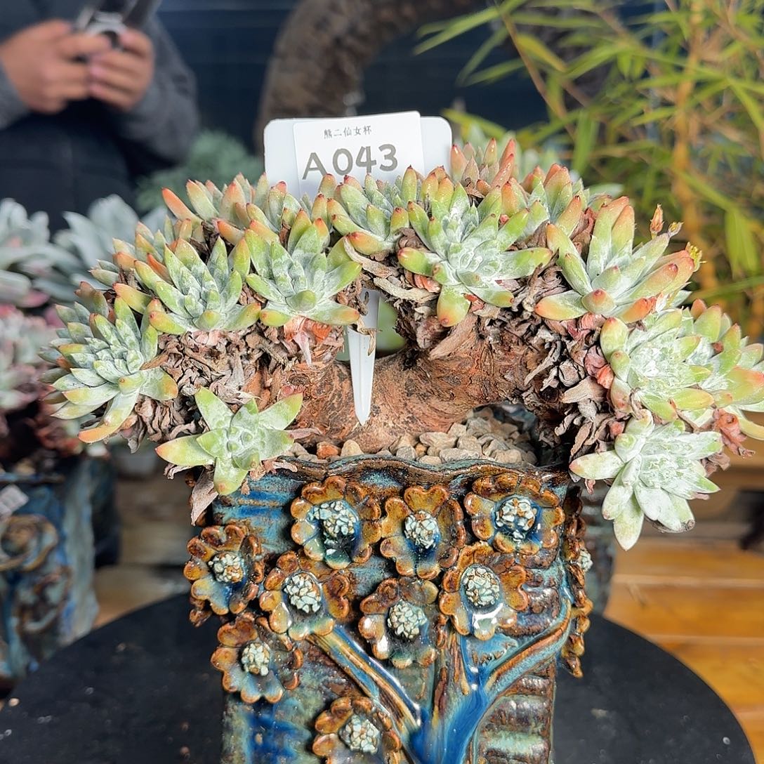 喵***姐多肉植物仙女杯1219A043