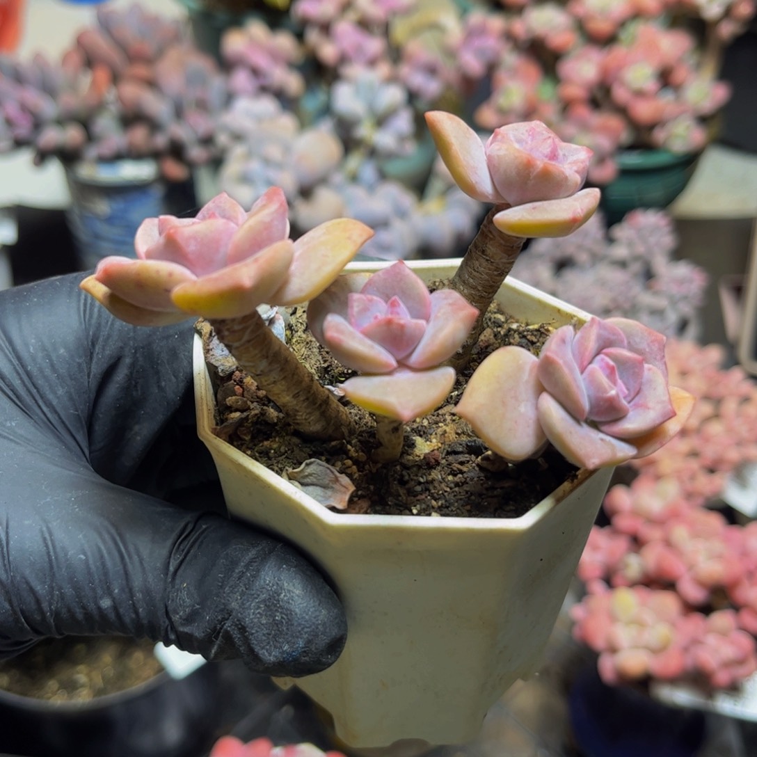 728彩虹糖9厘米多肉