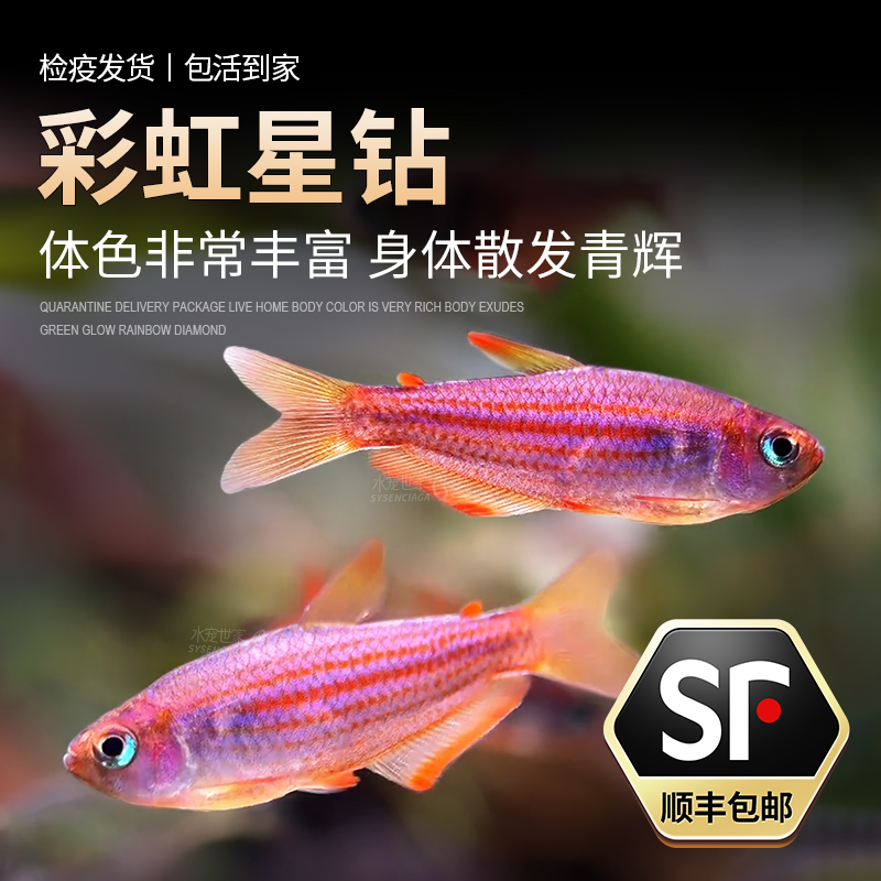 彩虹星钻灯鱼南美小型鱼热带观赏鱼活体观赏鱼彩虹星钻帝王草缸鱼