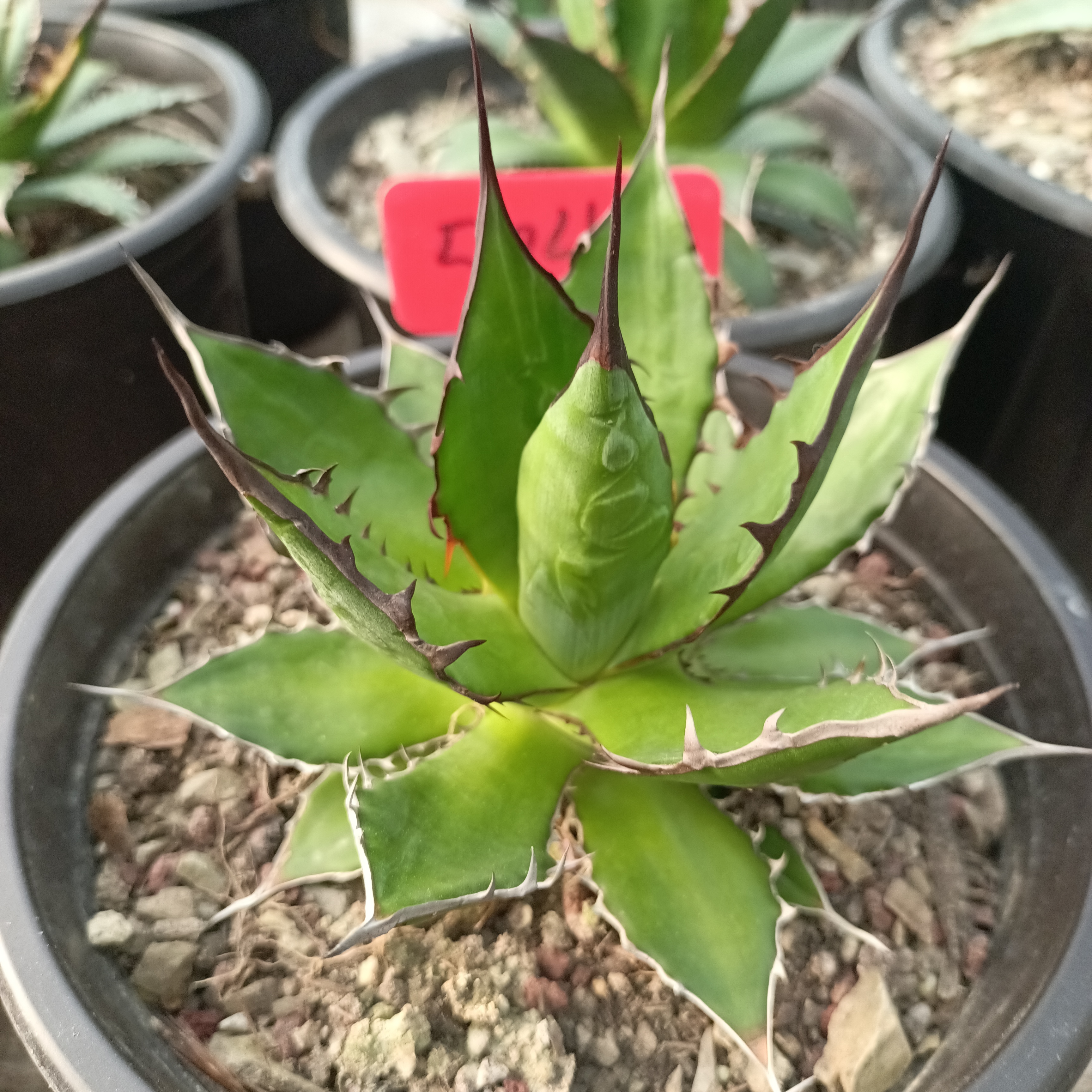 龙舌兰籽播实生霍利达植物