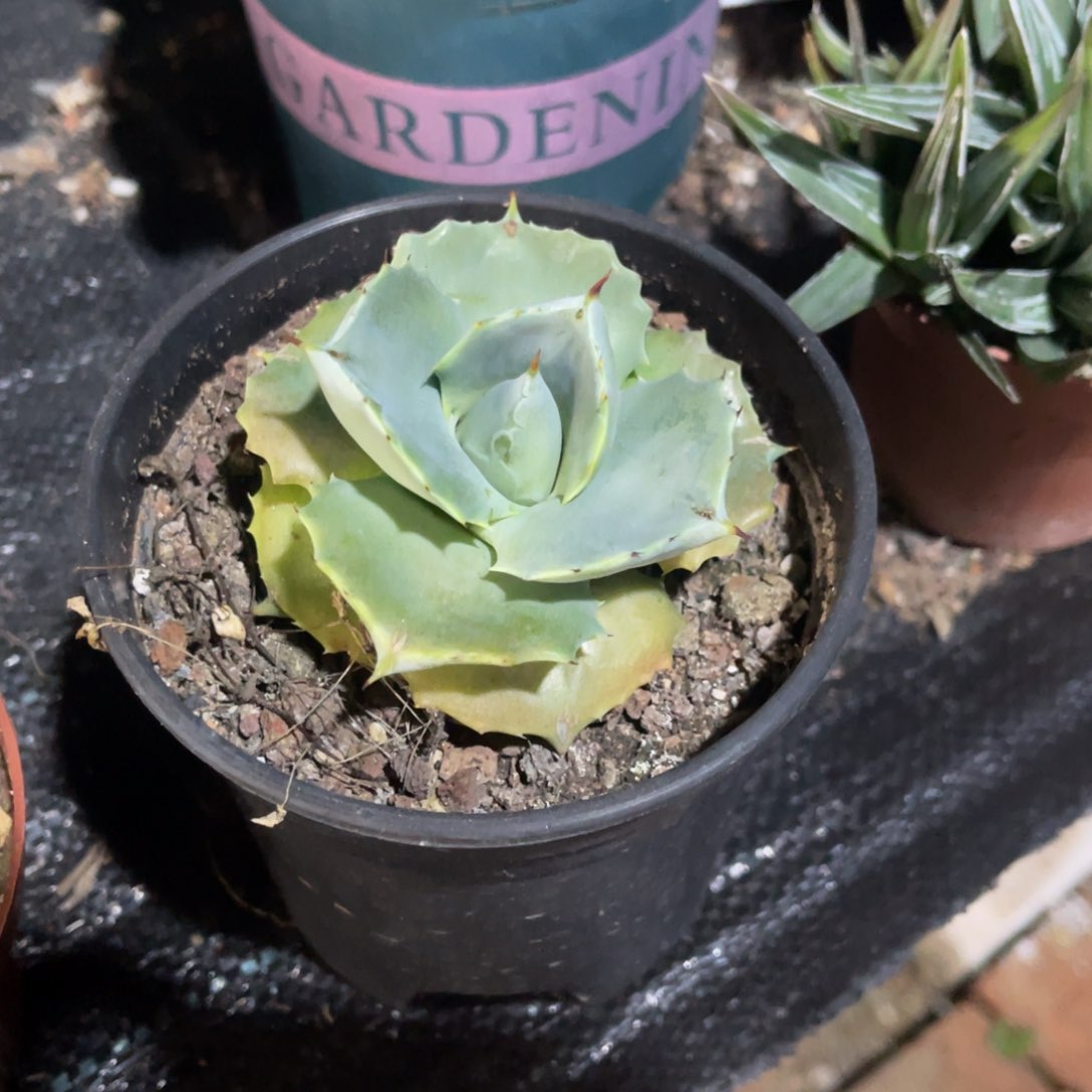 王妃雷神原始种龙舌兰